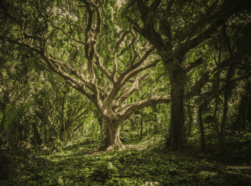 green_forest_trees