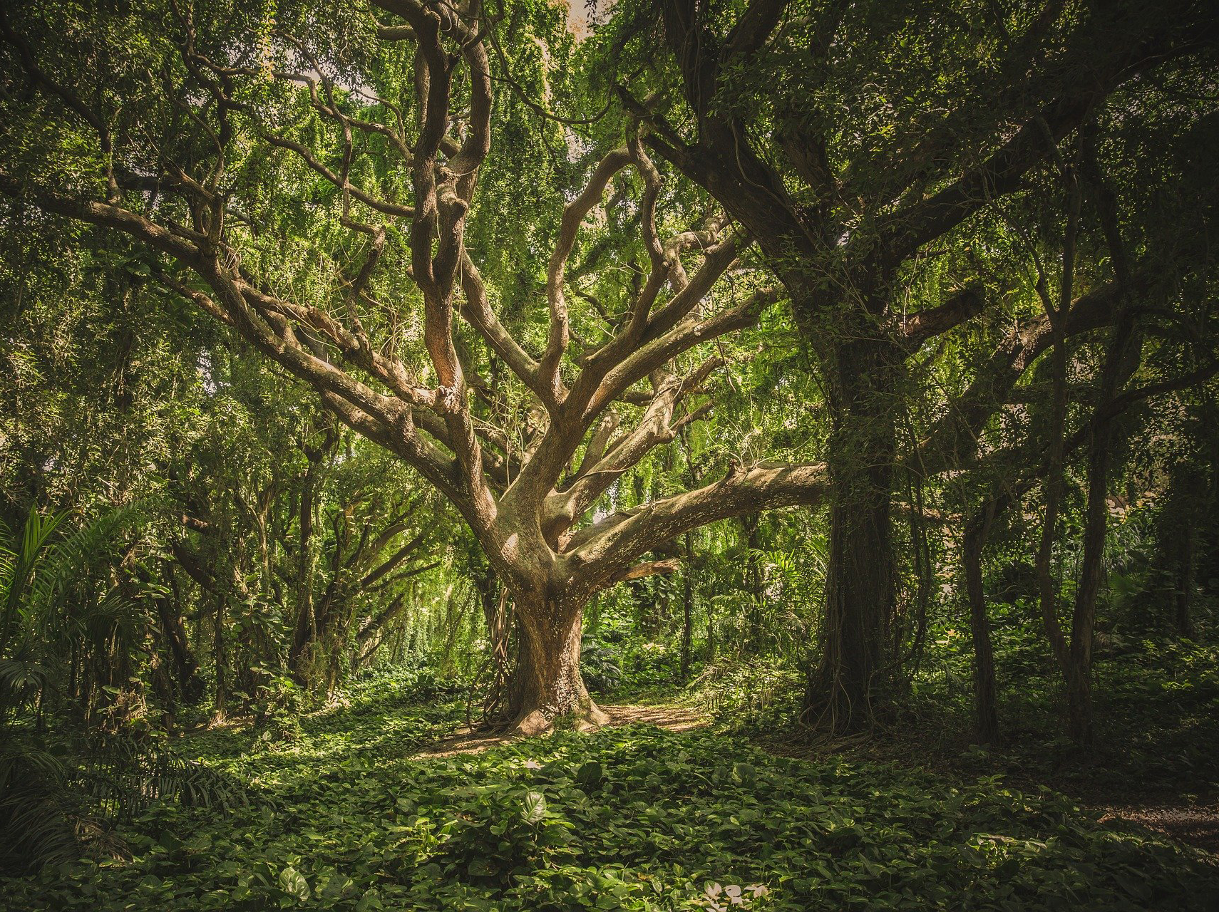 healthy_living_forest_trees